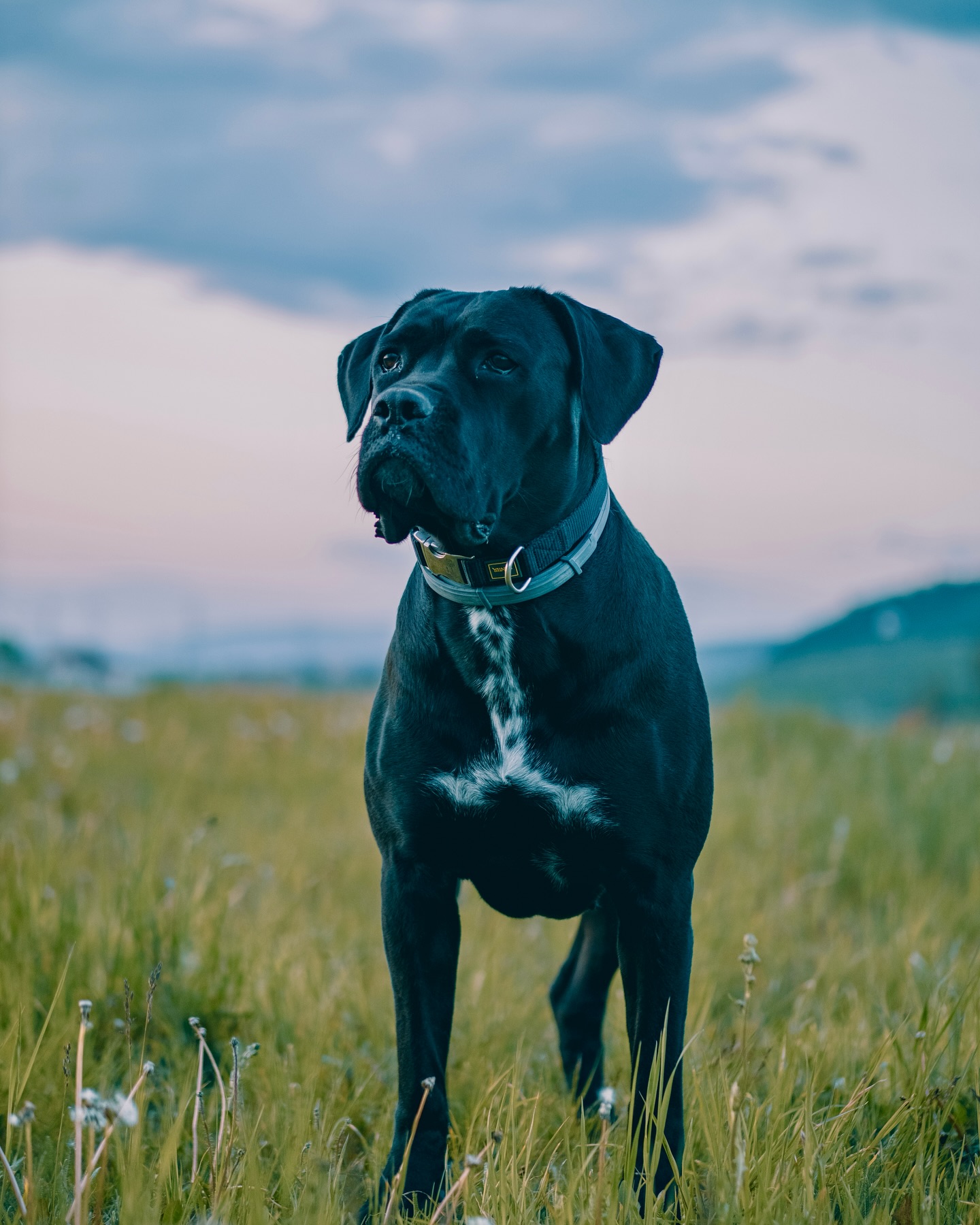 K 
-
-
-
-
-
-
#canecorsolover #canecorsolife #cane #canecorso #canecorsofemale